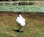 BF Australian Ibis thread.jpg