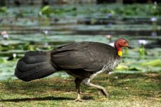 BF Australian Brushturkey thread.jpg