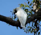 BF Sulphur-crested Cockatoo thread.jpg