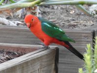 BF King Parrot thread.jpg