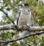 BF Pied Butcherbird Juv thread.jpg