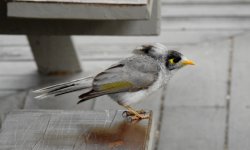 BF Noisy Miner thread.jpg