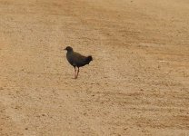 BF Black-tailed Nativehen thread.jpg