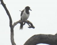 BF Pied Butcherbird thread.jpg