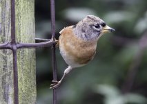 Brambling Oct 19_BF.jpg