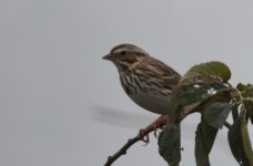 sparrow4.jpg