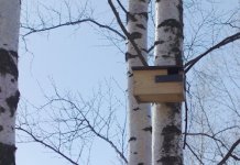 tree.sparrow.nest.box.jpg