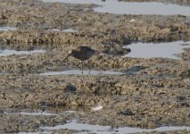 Q1 DSC00936 Summer Spotted greenshank.JPG