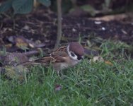 Tree Sparrow_Girdle Ness_191019a.jpg