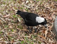 BF Australian Magpie thread.jpg