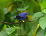 purple honeycreeper.jpg