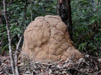 BF Termite mound thread.jpg