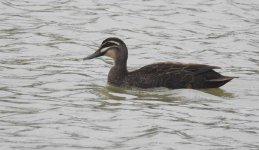 BF Pacific Black Duck thread.jpg