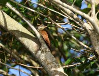 straight billed woodcreeper.jpg