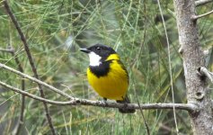 BF Golden Whistler thread.jpg