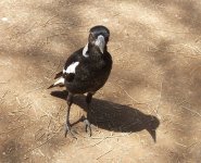 BF Australian Magpie juvenile thread.jpg