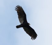 Greater Yellow-headed Vulture.jpg