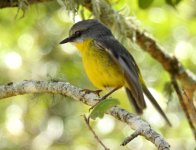 BF Eastern Yellow Robin thread.jpg