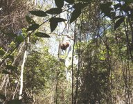 BF Termite nest in Gum tree thread.jpg