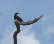 BF Great Cormorant thread.jpg