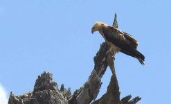 BF Whistling Kite perched thread.jpg