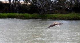 BF Whistling Kite upperparts thread.jpg