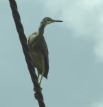 BF White-faced Heron thread.jpg