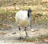 BF Australian Ibis thread.jpg