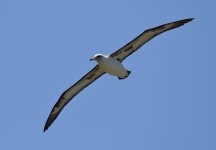 albatross gliding.JPG