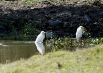 BF Cattle Egret thread.jpg