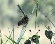 BF Varigated Fairywren female thread.jpg