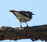 BF Magpie-Lark thread.jpg