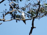 BF Black-shouldered Kite thread.jpg