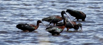 BF Glossy Ibis thread.jpg