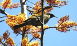 BF Lewin's Honeyeater thread.jpg