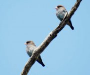 BF Dollarbird pair or juveniles thread.jpg