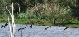 BF Glossy Ibis flightthread.jpg