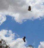 BF Whistling Kite two clouds thread.jpg