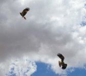 BF Whistling Kite two cloud thread.jpg