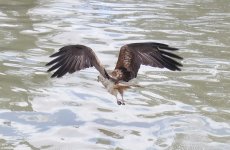 BF Whistling Kite water thread.jpg