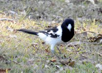 BF Pied Butcherbird thread.jpg