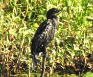 BF Little Black Cormorant thread.jpg