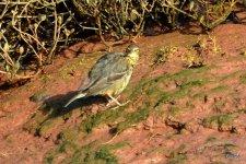 Rock Pipit - Otter Estuary, Devon 29-01-2020 12-55-14.JPG