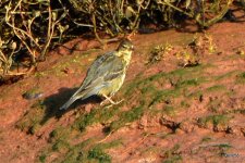 Rock Pipit - Otter Estuary, Devon 29-01-2020 12-55-13.JPG