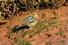 Rock Pipit - Otter Estuary, Devon 29-01-2020 12-55-016.JPG