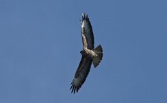 Buzzard 004 - Copy.JPG