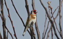 Goldfinch 005 - Copy.JPG