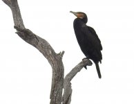 BF Great Cormorant 1 thread.jpg