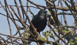 Starling 007 - Copy.JPG