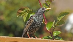 Starling 010 - Copy.JPG